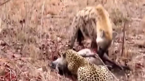 فیلم جنگ پلنگ و کفتار برای شکار ایمپالا 