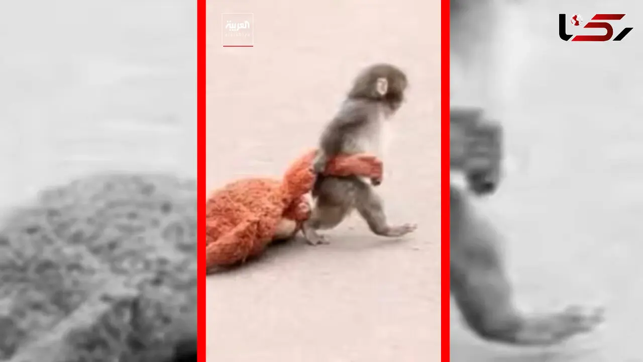 فیلم دلبستگی احساسی میمون تنها به عروسکش