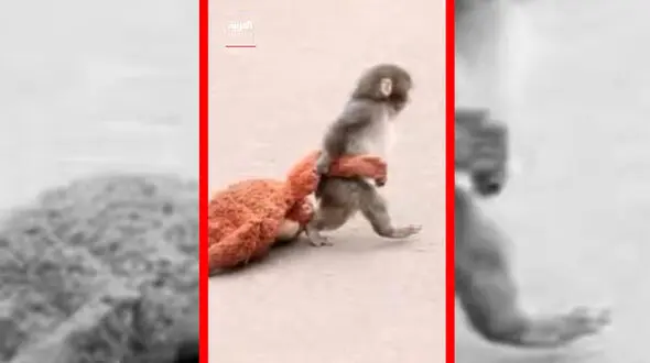 فیلم دلبستگی احساسی میمون تنها به عروسکش