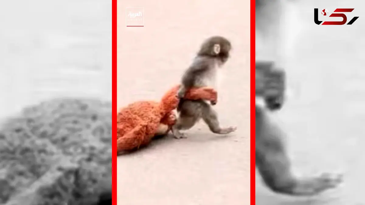 فیلم دلبستگی احساسی میمون تنها به عروسکش