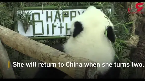 جشن تولد یک سالگی با بامزه‌ترین کیک دنیا + تصویر