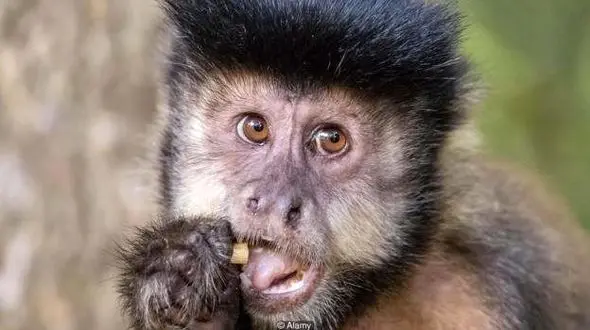 جنگ وحشتناک صدها میمون بر سر یک تکه غذا + فیلم 