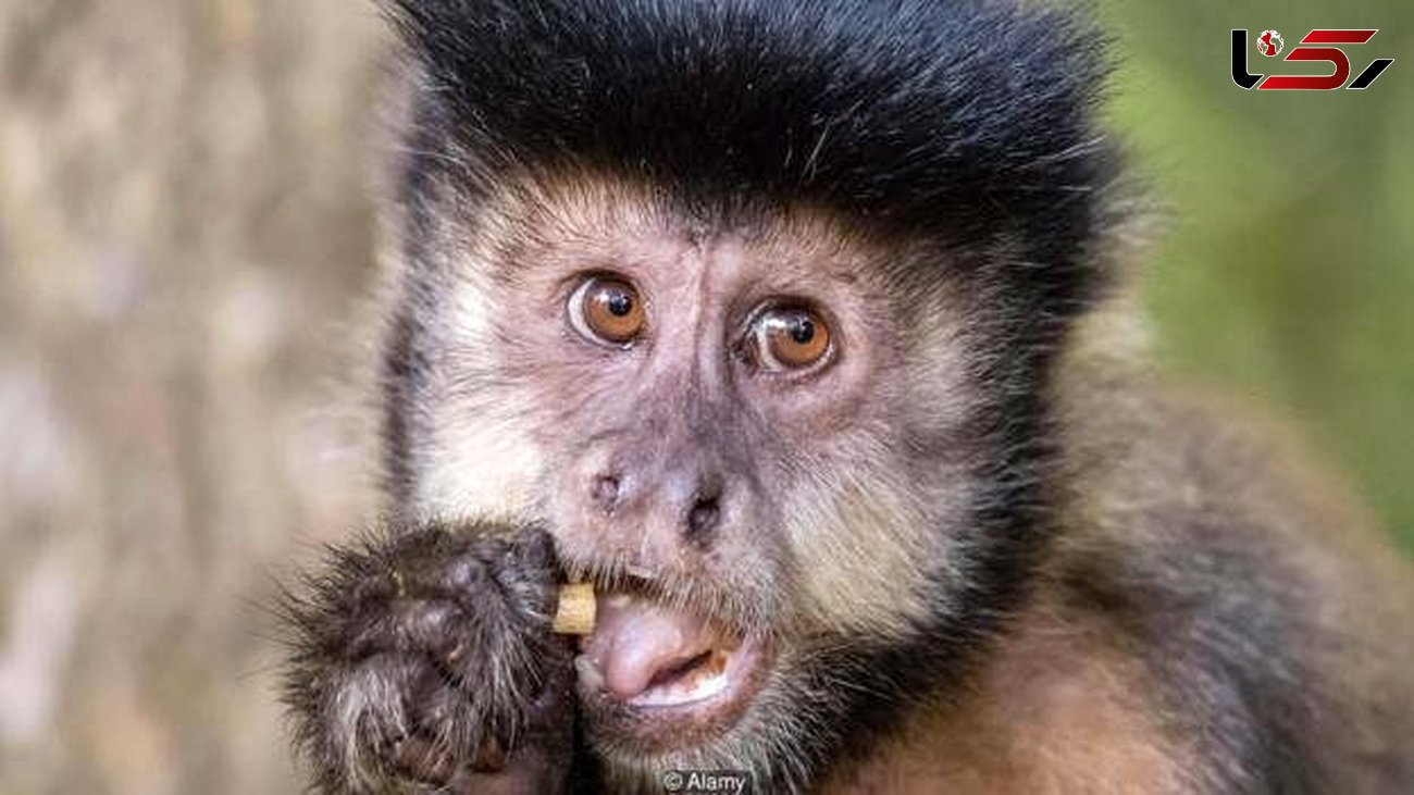 جنگ وحشتناک صدها میمون بر سر یک تکه غذا + فیلم 