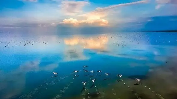 مرگ 100 هزار پرنده مهاجر در دو زمستان متوالی / فاضلاب ورودی به تالاب؛ عامل اصلی + فیلم
