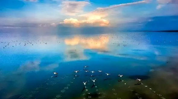 مرگ 100 هزار پرنده مهاجر در دو زمستان متوالی / فاضلاب ورودی به تالاب؛ عامل اصلی + فیلم