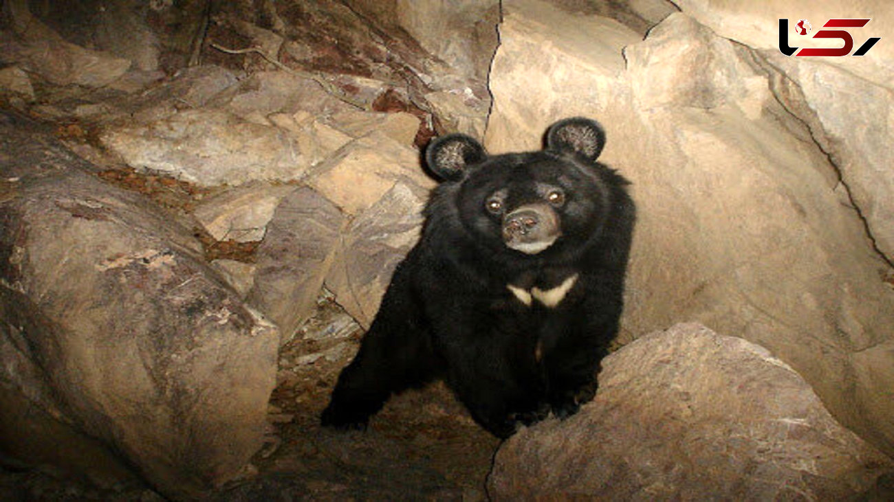 فیلم لحظه نجات خرس تنبل از چاه عمیق