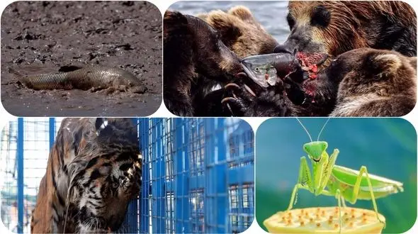 تصاویر دیدنی و هیجان انگیز دنیای حیات وحش در هفته ای که گذشت