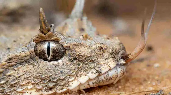 ببینید / افعی دم عنکبوتی یکی از عجایب خلقت در ایران / وحشت می کنید !