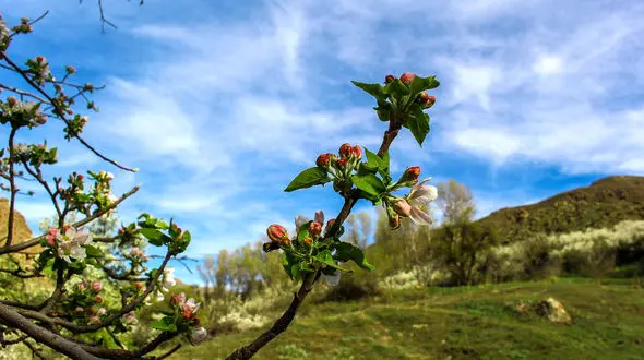 هیر شهر شکوفه های گیلاس در فصل بهار بی نظیر و بی همتاست