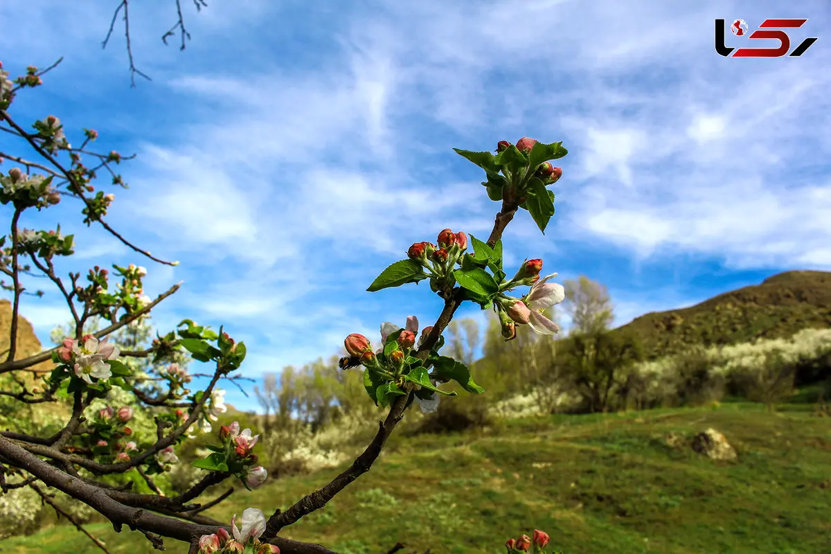 هیر شهر شکوفه های گیلاس در فصل بهار بی نظیر و بی همتاست
