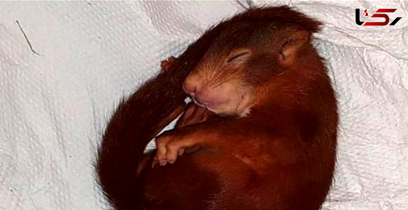 نجات مرد شاکی از دست سنجاب مزاحم توسط پلیس + عکس 