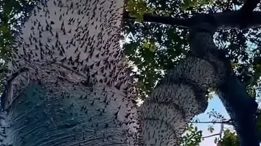 فیلم شگفتی درختی با روش منحصر‌به فرد پخش بذر