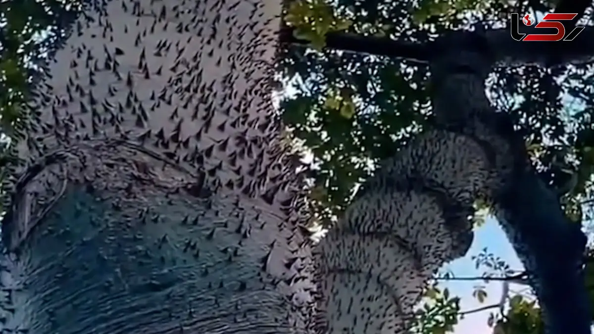 فیلم شگفتی درختی با روش منحصر‌به فرد پخش بذر