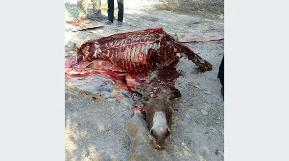 تصویر دلخراش از محموله گوشت الاغ در بندرعباس+ عکس