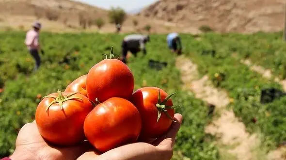 پشت پرده نیرنگ عراق به گوجه‌ های ایران چه بود؟