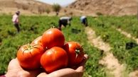پشت پرده نیرنگ عراق به گوجه‌ های ایران چه بود؟