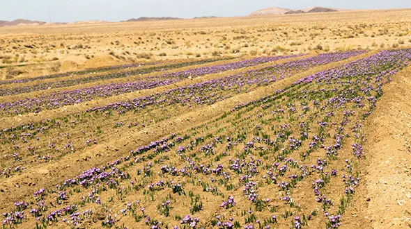 بازار زعفران به ثبات رسید/ قیمت‌های جدید طلای سرخ