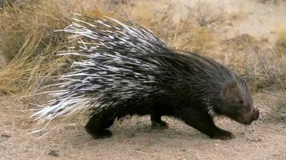 فیلم 16 + / پوست کندن زنده زنده یک حیوان در تفریح بی رحمانه چند جوان در شیراز