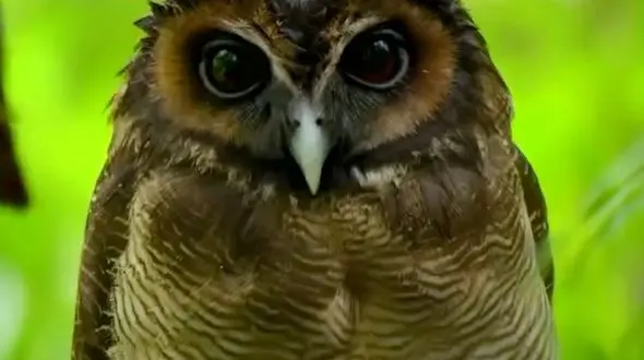 زیبایی حیرت انگیز حیوانات در حیات وحش