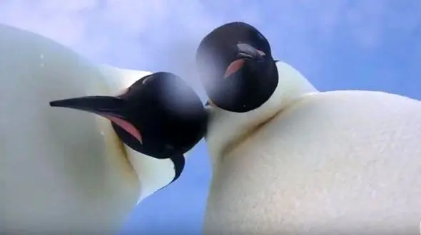 زیباترین سلفی که باعث شهرت دو پنگوئن شد! + فیلم و عکس