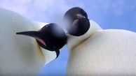 زیباترین سلفی که باعث شهرت دو پنگوئن شد! + فیلم و عکس