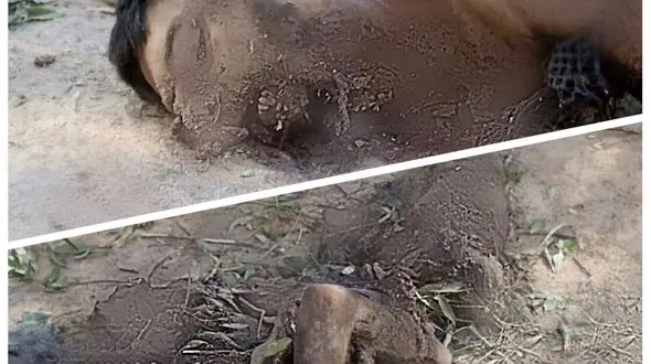 انتشار عکس جسد تیکه پاره ملا ادریس / این مرد منفجر شد + صحنه تکاندهنده