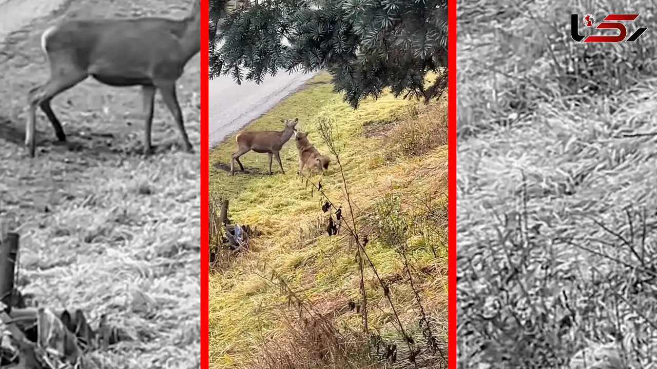 فیلم شکار گوزن توسط گرگ با دیدن خودرو ناتمام ماند