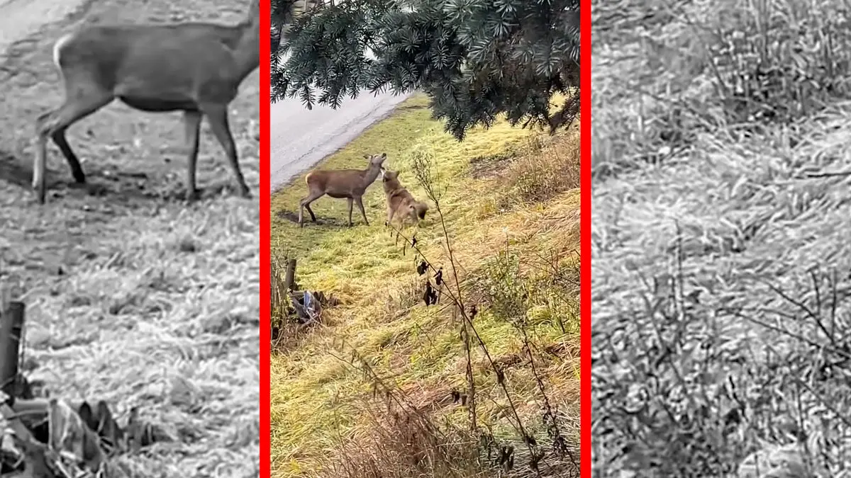 فیلم شکار گوزن توسط گرگ با دیدن خودرو ناتمام ماند