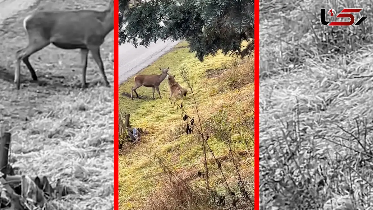 فیلم شکار گوزن توسط گرگ با دیدن خودرو ناتمام ماند