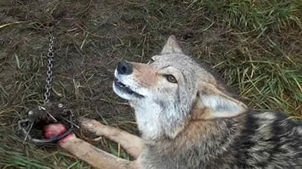 این زن شجاع گرگ وحشی را نجات داد + فیلم دلهره آوری که نفستان را در سینه حبس می کند!