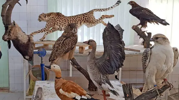 محیط زیست: قانون با هرگونه خرید و فروش تاکسیدرمی حیوانات برخورد می کند