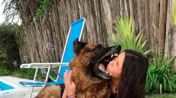 لحظه خوردن صورت دختر نوجوان توسط سگ وحشی / سلفی خونین+عکس
