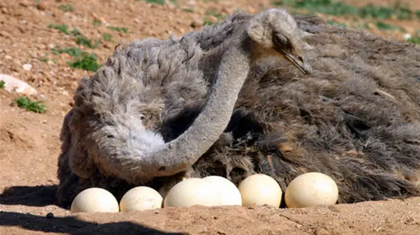 همه چیز درباره کسب و کار پرورش شترمرغ