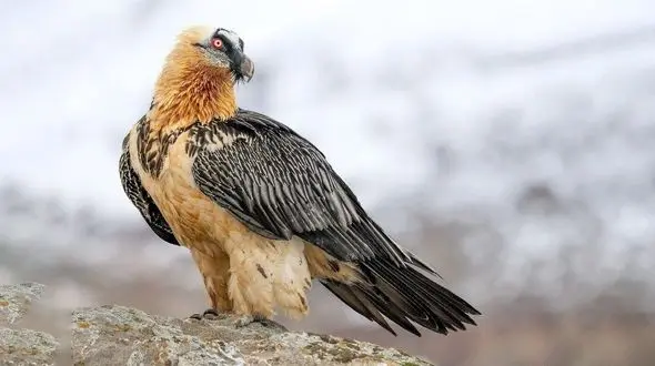 دیده شدن همای سعادت در آسمان الموت قزوین ! 