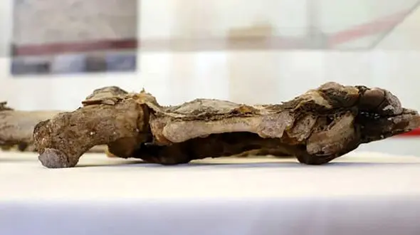 نمایش تابوت مرد ۲۲۰۰ ساله پس از ۲۰ سال در لرستان