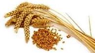 کاهش ۶۰ درصدی تولید و برداشت گندم در الیگودرز