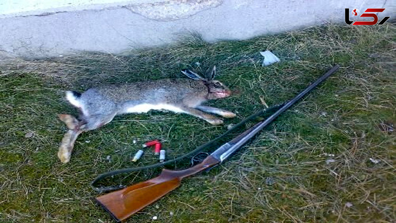 دستگیری شکارچیان خرگوش در ارومیه