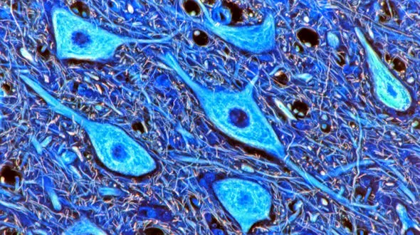 اسکلت «حافظه‌دار» سلول‌ ها به آنها در یافتن مسیر کمک می‌ کند