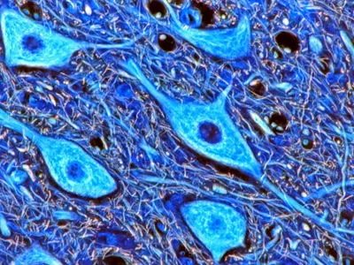 اسکلت «حافظه‌دار» سلول‌ ها به آنها در یافتن مسیر کمک می‌ کند