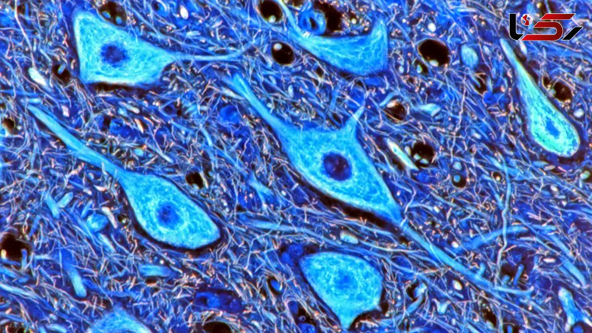 اسکلت «حافظه‌دار» سلول‌ ها به آنها در یافتن مسیر کمک می‌ کند