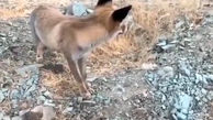 ببینید / فیلم لحظه حمله روباه به زن ایرانی ! 