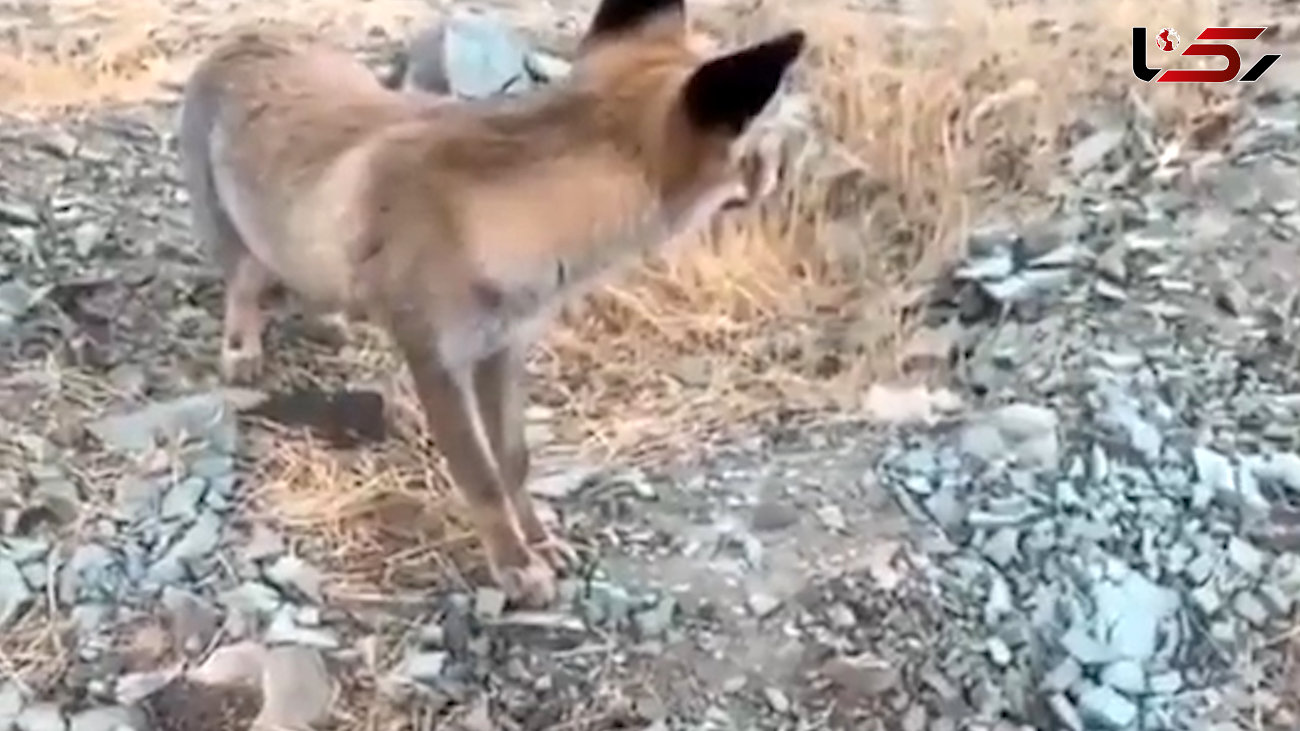 ببینید / فیلم لحظه حمله روباه به زن ایرانی ! 