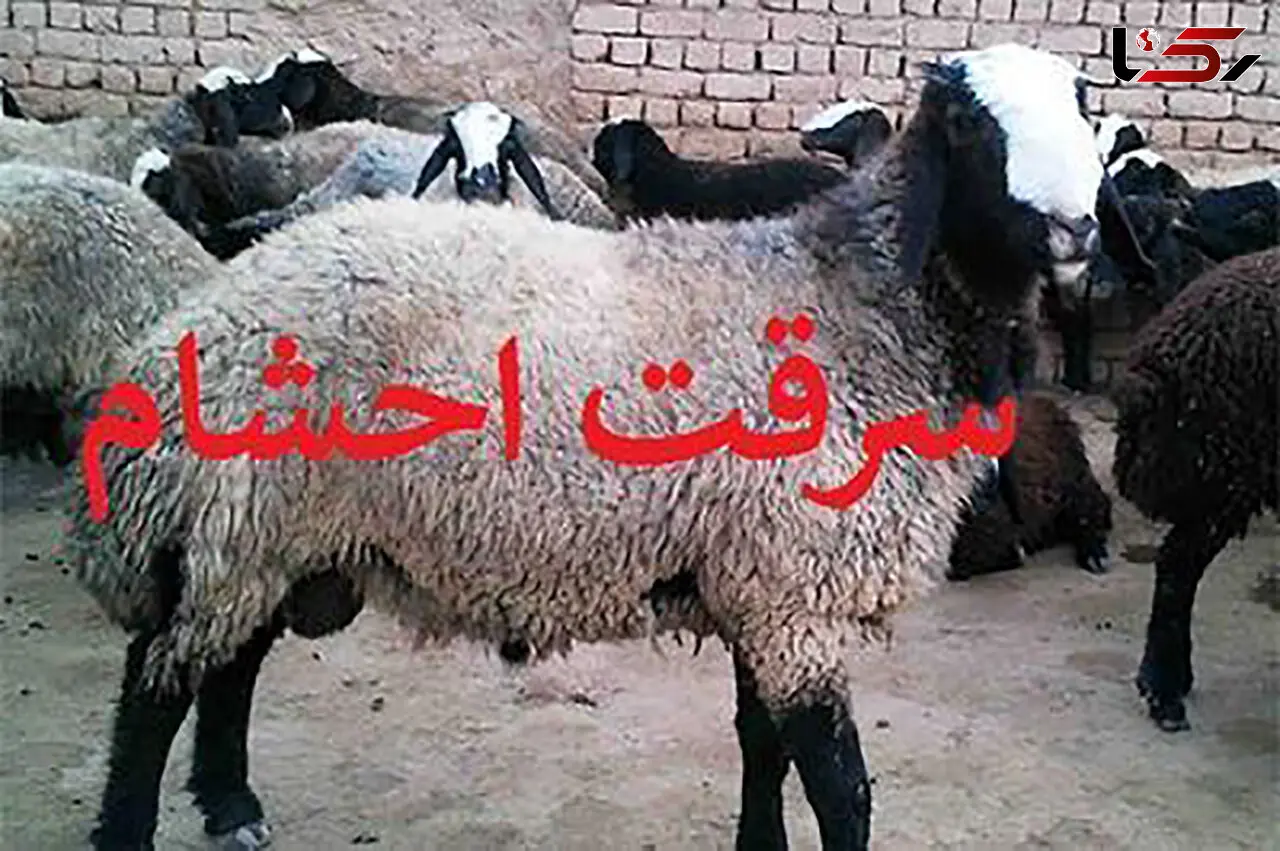 دستگیری سارقان احشام در مهران