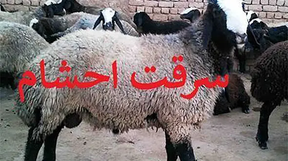 کشف 91 راس دام قاچاق در سنقروکلیایی