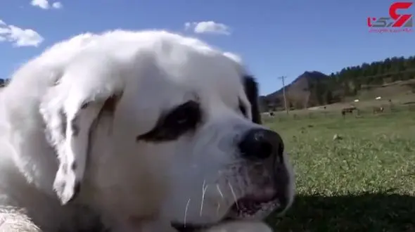 زبان درازترین سگ دنیا+فیلم