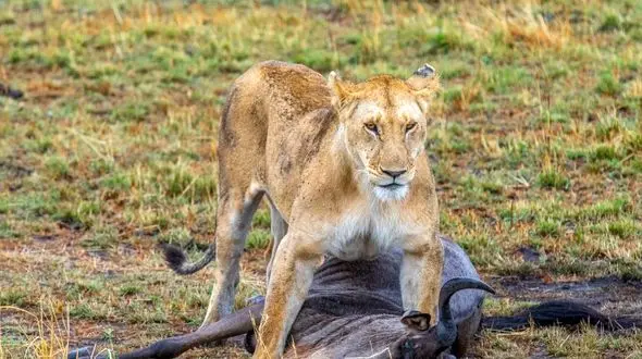 شکار شدن بوفالو توسط دو سلطان جنگل + فیلم