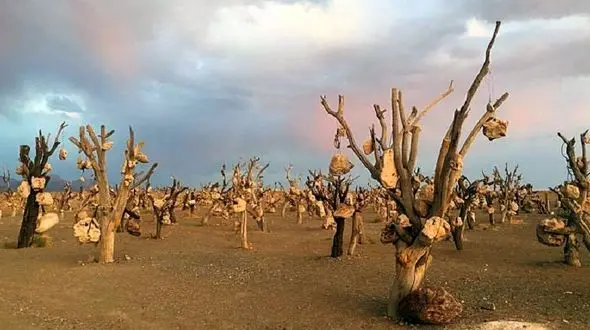 راز باغ درختان با میوه های سنگی در سیرجان چیست؟+ عکس / درویش خان که بود؟