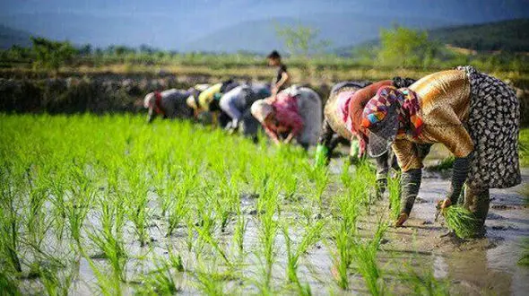 خودکشی آبی با چشم باز / وقتی رانت و لابی جای دانش می‌نشیند؛ فاجعه 30درصد کشت برنج در استان‌های خشک