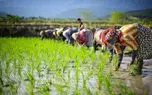 خودکشی آبی با چشم باز / وقتی رانت و لابی جای دانش می‌نشیند؛ فاجعه 30درصد کشت برنج در استان‌های خشک