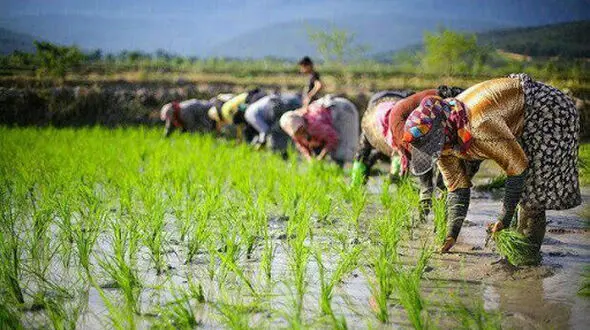 خودکشی آبی با چشم باز / وقتی رانت و لابی جای دانش می‌نشیند؛ فاجعه 30درصد کشت برنج در استان‌های خشک